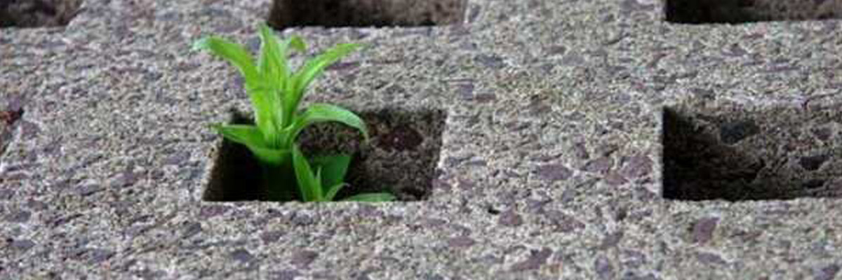 بتن موجودی زنده‌ است